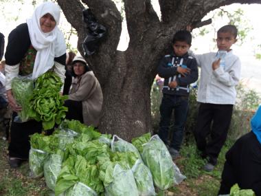 انطلاق مهرجان الخس في قرية ارطاس