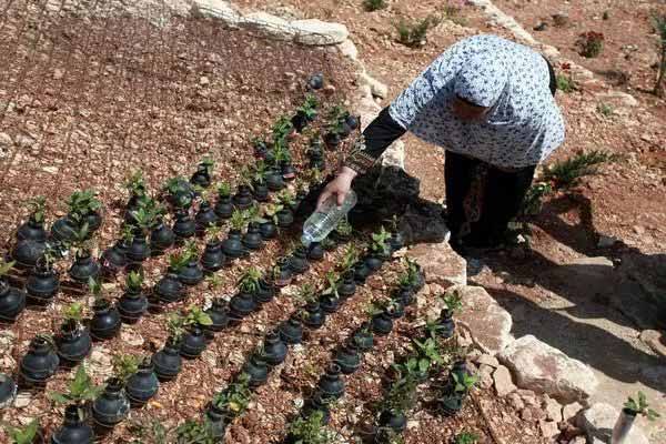 بالصور.. فلسطينية تزرع الزهور في قلب القنابل التي قتلت ابنها