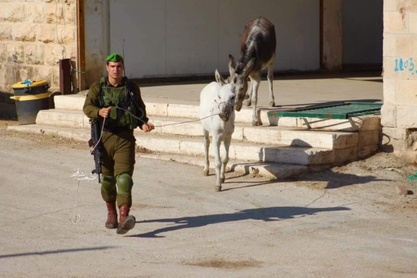 صور: جنود الاحتلال يطاردون (الحمير) بالخليل