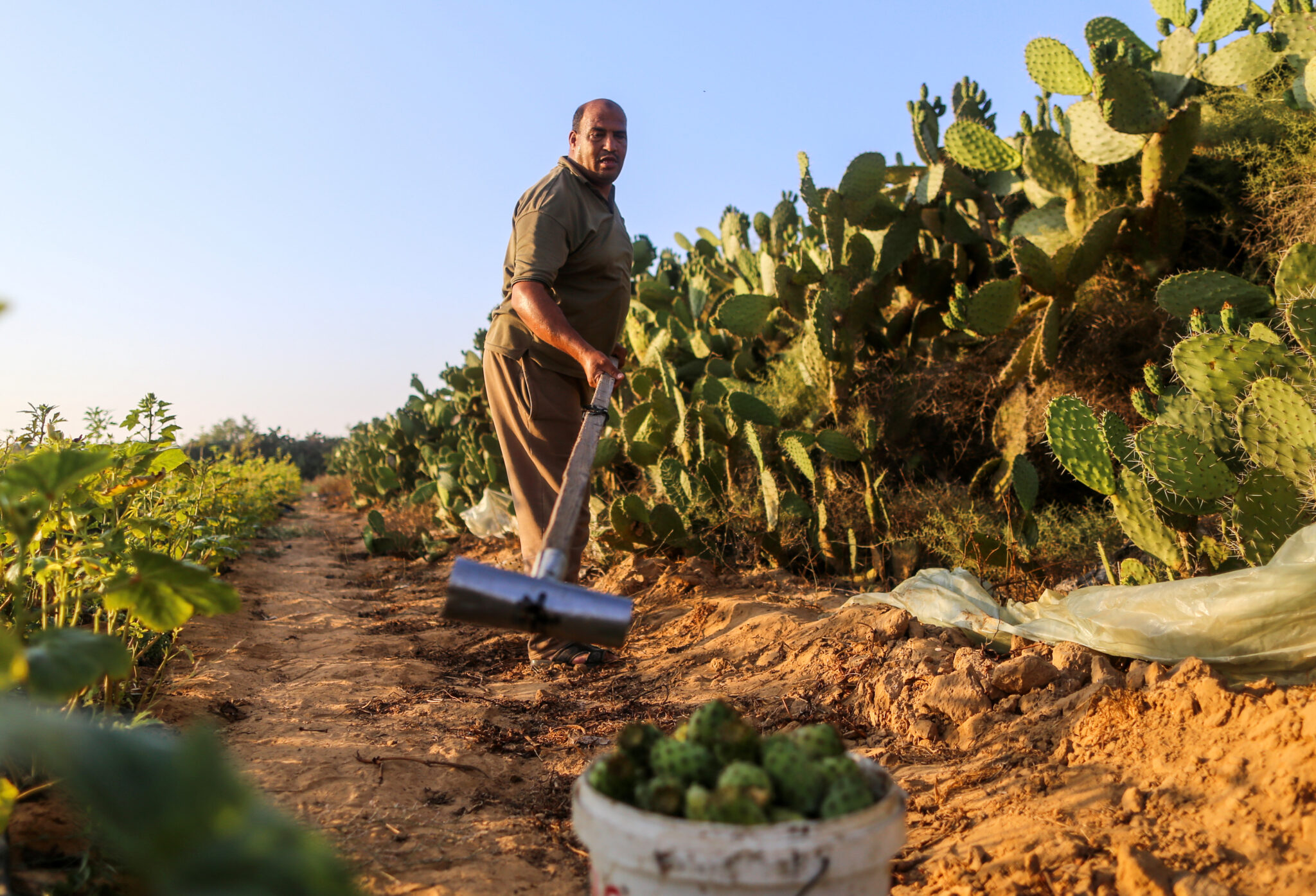 (210713) -- KHAN YOUNIS, July 13, 2021 (Xinhua) -- A farmer harvests prickly pears during the harvest season at a farm in the southern Gaza Strip city of Khan Younis, July 13, 2021. (Photo by Yasser Qudih/Xinhua)