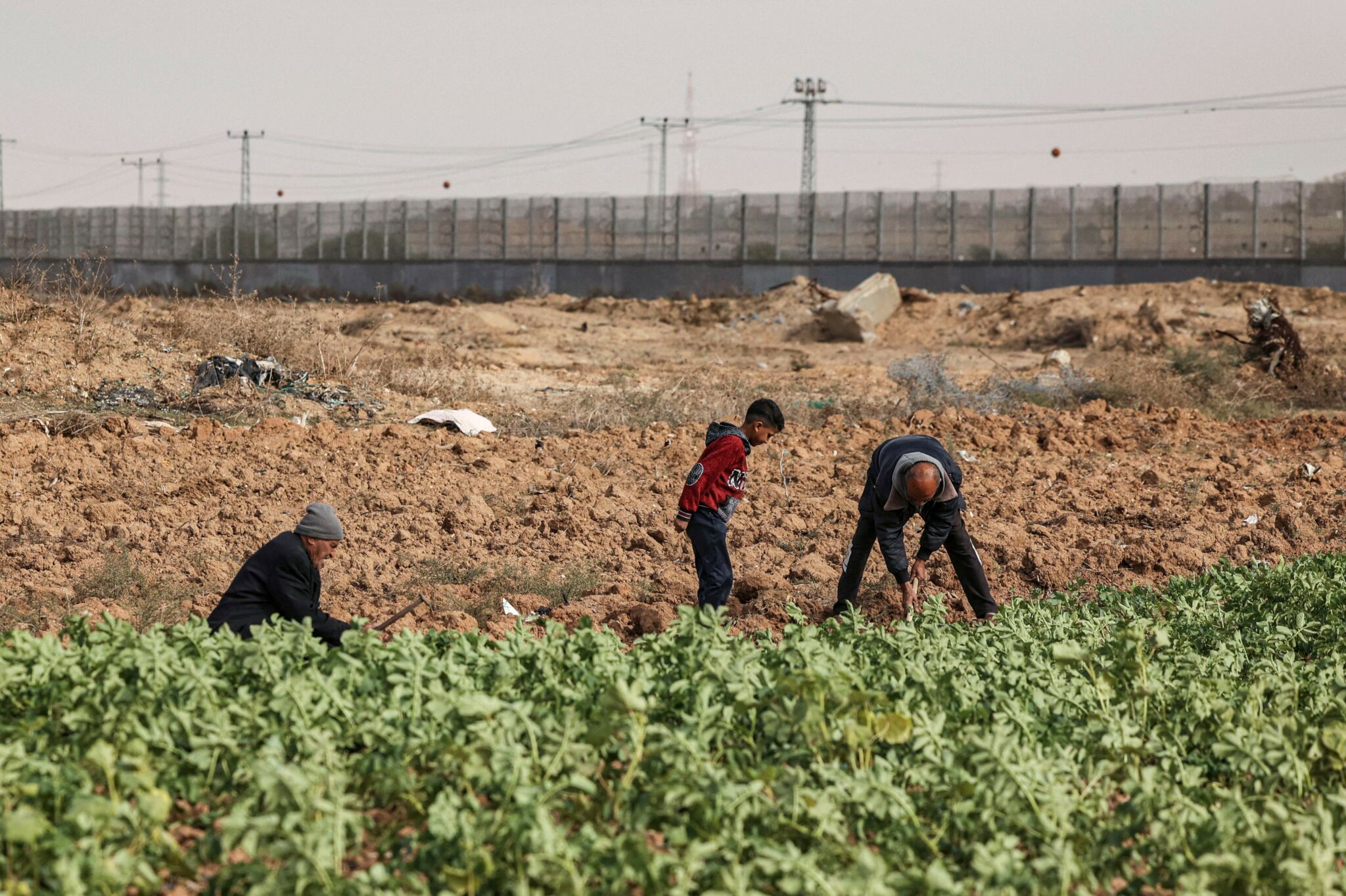 Palestinian farmers dig with hoes in a field near the fence marking the border between the Palestinian Gaza Strip and Israel, east of Gaza City, on December 8, 2021. (Photo by MAHMUD HAMS / AFP)