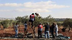 الضفة الغربية تواجه “أخطر موسم زيتون على الإطلاق”