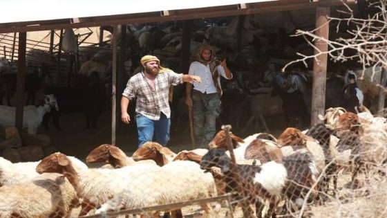 مستوطنون يقتلون 117 رأس غنم في هجوم على الأغوار الشمالية