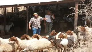 مستعمرون يلاحقون رعاة الماشية بالأغوار الشمالية