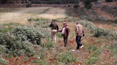 الضفة.. مستوطنون إسرائيليون يقطعون 150 شجرة زيتون ويحرقون مركبة