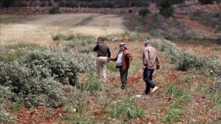 الضفة.. مستوطنون إسرائيليون يقطعون 150 شجرة زيتون ويحرقون مركبة