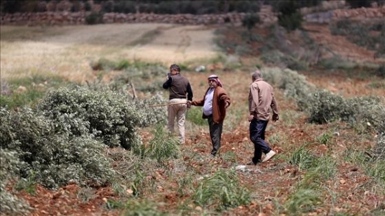 الضفة.. مستوطنون إسرائيليون يقطعون 150 شجرة زيتون ويحرقون مركبة